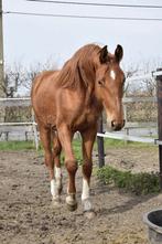 Bijna 2 jarige zangersheide hengst, Dieren en Toebehoren, Paarden, Springpaard, Met stamboom, 0 tot 2 jaar, Hengst