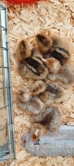 Haantjes cream legbar 04-03 geboren, Dieren en Toebehoren, Mannelijk, Kip