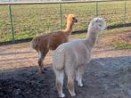 alpaca, Animaux & Accessoires, Moutons, Chèvres & Cochons, Plusieurs animaux, 3 à 5 ans