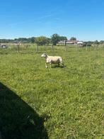 Scheren van uw dieren schapen alpaca’s lama’s