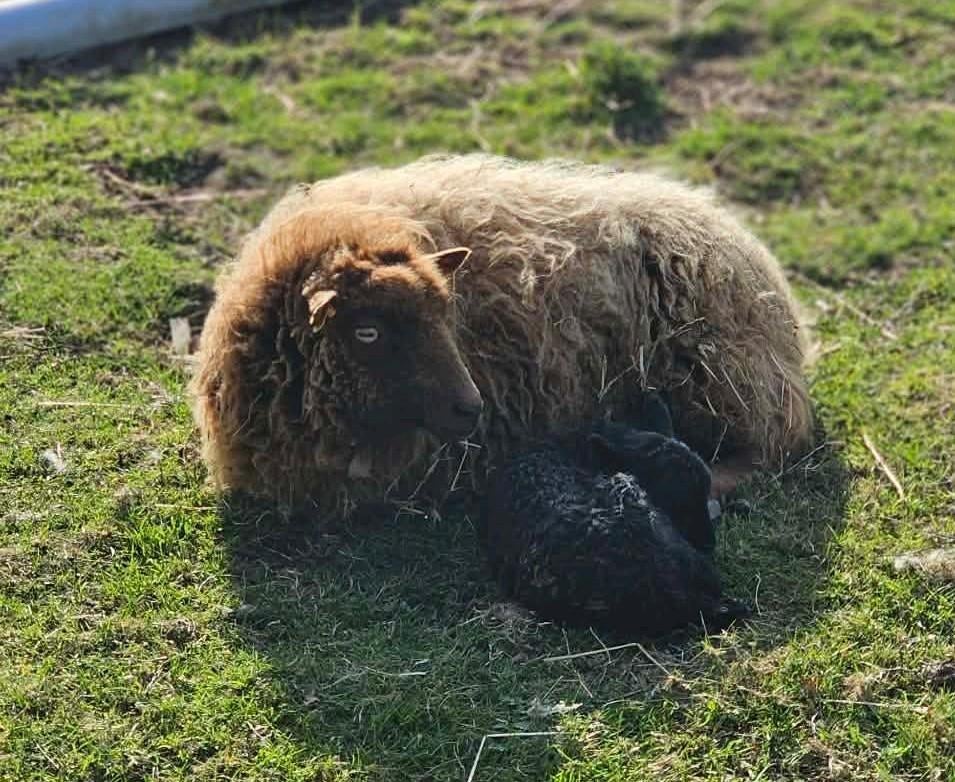 Ouessant ooi met lammetje