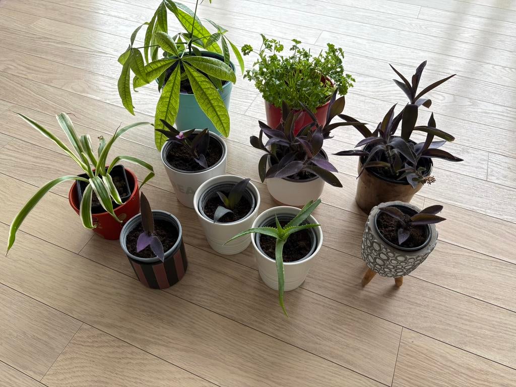 Plantes d'intérieur + pots décoratifs ensemble ou séparément, Maison & Meubles, Plantes d'intérieur, Enlèvement ou Envoi