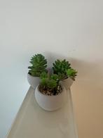 Kamerplant, Huis en Inrichting, Ophalen, Overige soorten, In pot, Minder dan 100 cm