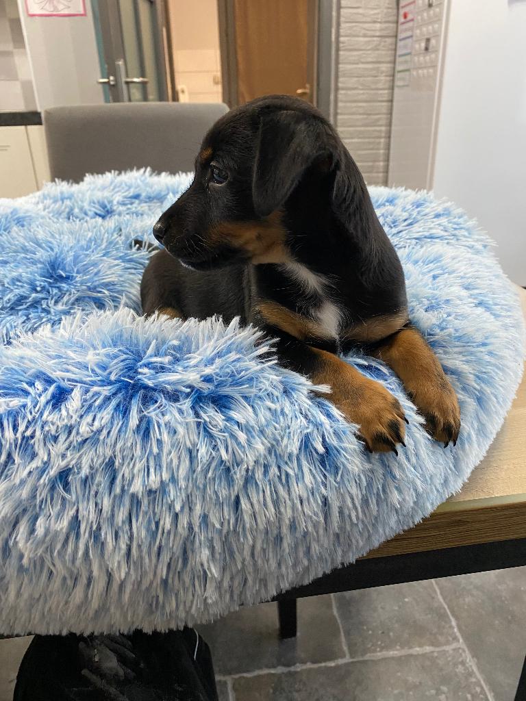 Jack Russel pups uit geteste ouders, Dieren en Toebehoren, Honden | Jack Russells en Terriërs, België, Fokker | Hobbymatig, Jack Russell Terriër