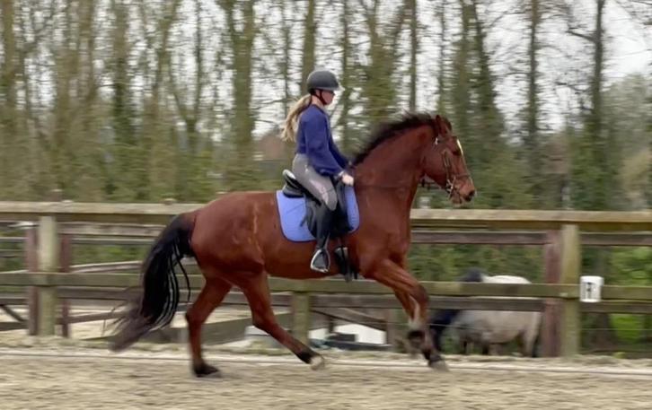 Knappe ruin, Animaux & Accessoires, Chevaux, Hongre, 165 à 170 cm, 7 à 10 ans, Cheval de saut, Avec pedigree, Avec puce électronique