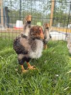 2 Barnevelder haantjes (gratis), Dieren en Toebehoren, Pluimvee