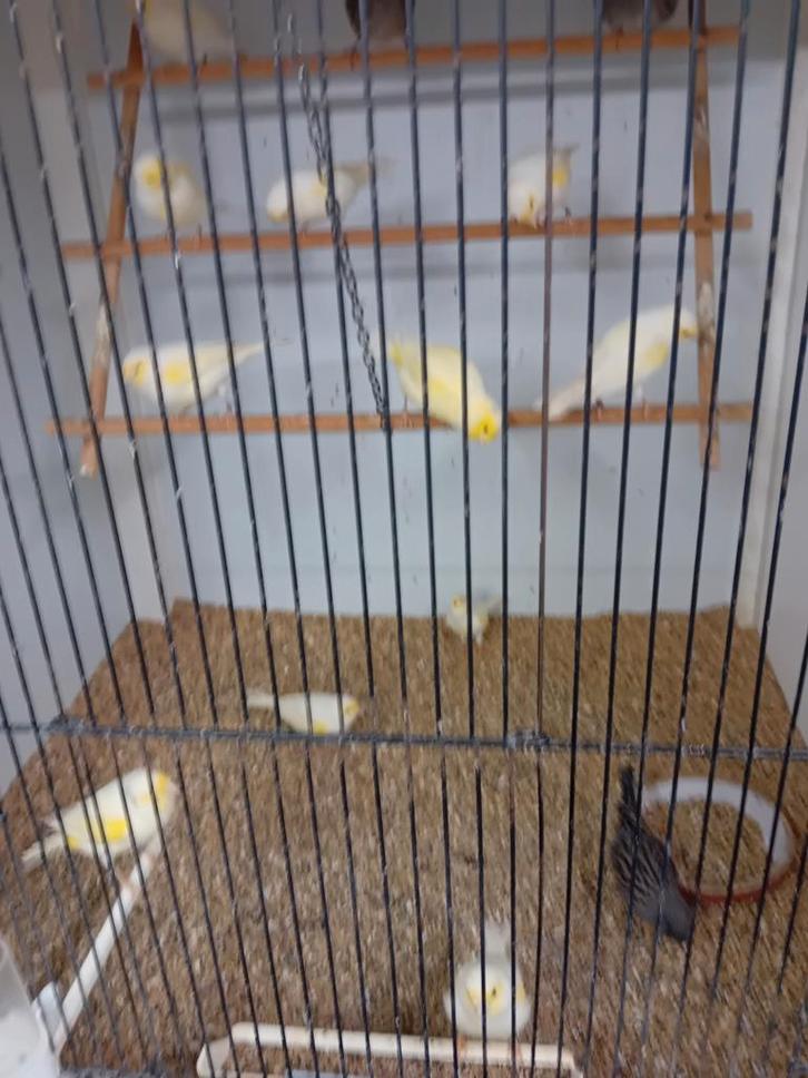 Het zijn jongen mannen van 2025corect geringde, Dieren en Toebehoren, Vogels | Overige Vogels