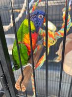 Lori van de blauwe berg tam, Plusieurs animaux, Perruche, Domestique