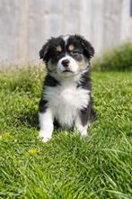 Beaux chiots border collie, Colley, Plusieurs, Hépatite contagieuse (maladie de Rubarth), Belgique