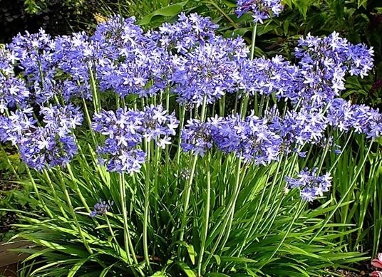 agapanthus/afrikaanse lelie/bloemen, Ophalen