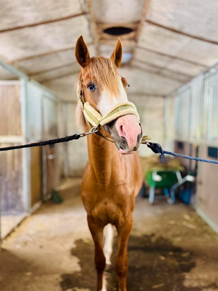 4-jarige drachtige D-pony, Animaux & Accessoires, Poneys, Jument, B, Poney D (1.37 m à 1.48m), 3 à 6 ans, Avec puce électronique