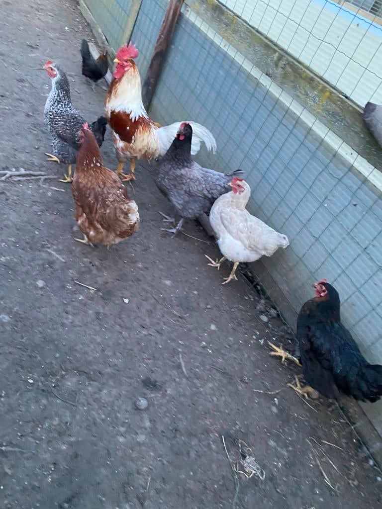 Legkippen en haan, Dieren en Toebehoren, Pluimvee