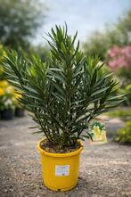Nerium Oleander - kleur geel- op voorraad, Enlèvement