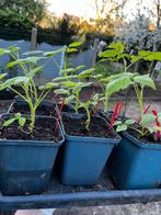 Framboisiers à vendre — rouges!, Enlèvement ou Envoi, Été