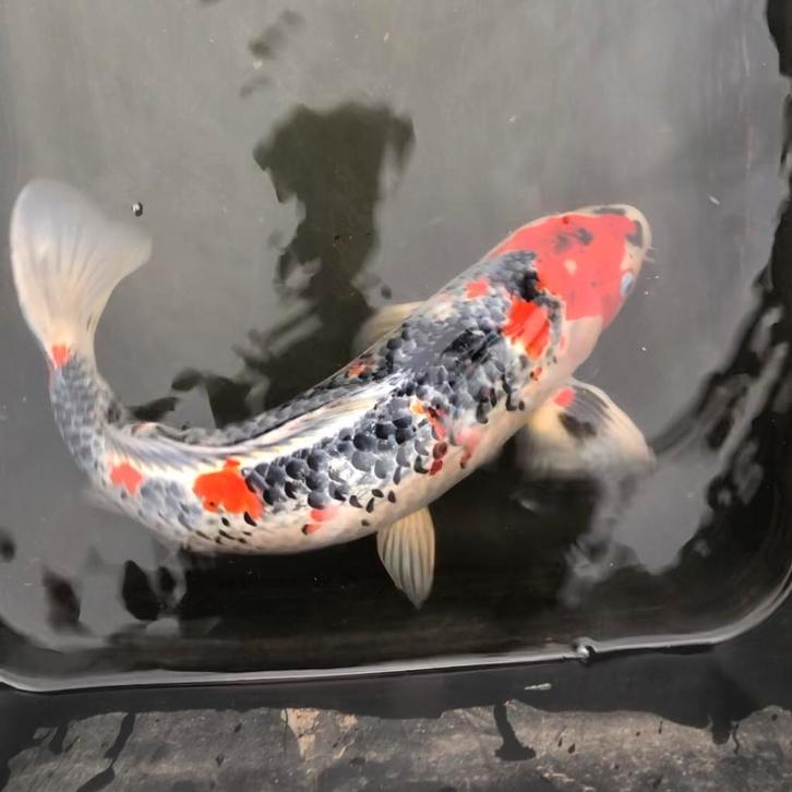 Goshiki koi, Dieren en Toebehoren, Vissen | Vijvervissen, Karper of Koi