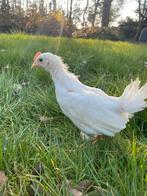 Poussins White Leghorn de race pure âgés de 4 semaines, Sexe inconnu, Poule ou poulet