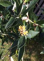 kleine vlinderstruikjes, Ophalen, Zomer, Vaste plant, Volle zon