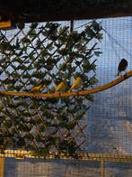 Kanarie mannen 12€ stuk, Dieren en Toebehoren