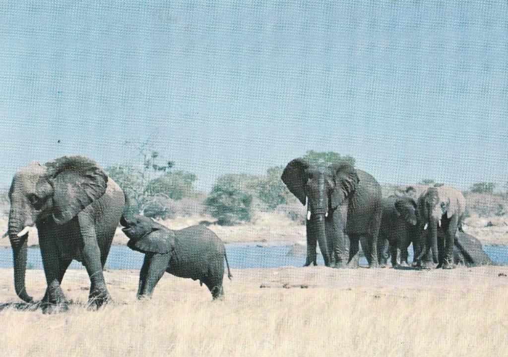 AFRIKAANSE  OLIFANTEN, Collections, Cartes postales | Animaux, Envoi, 1980 à nos jours, Affranchie, Animal sauvage