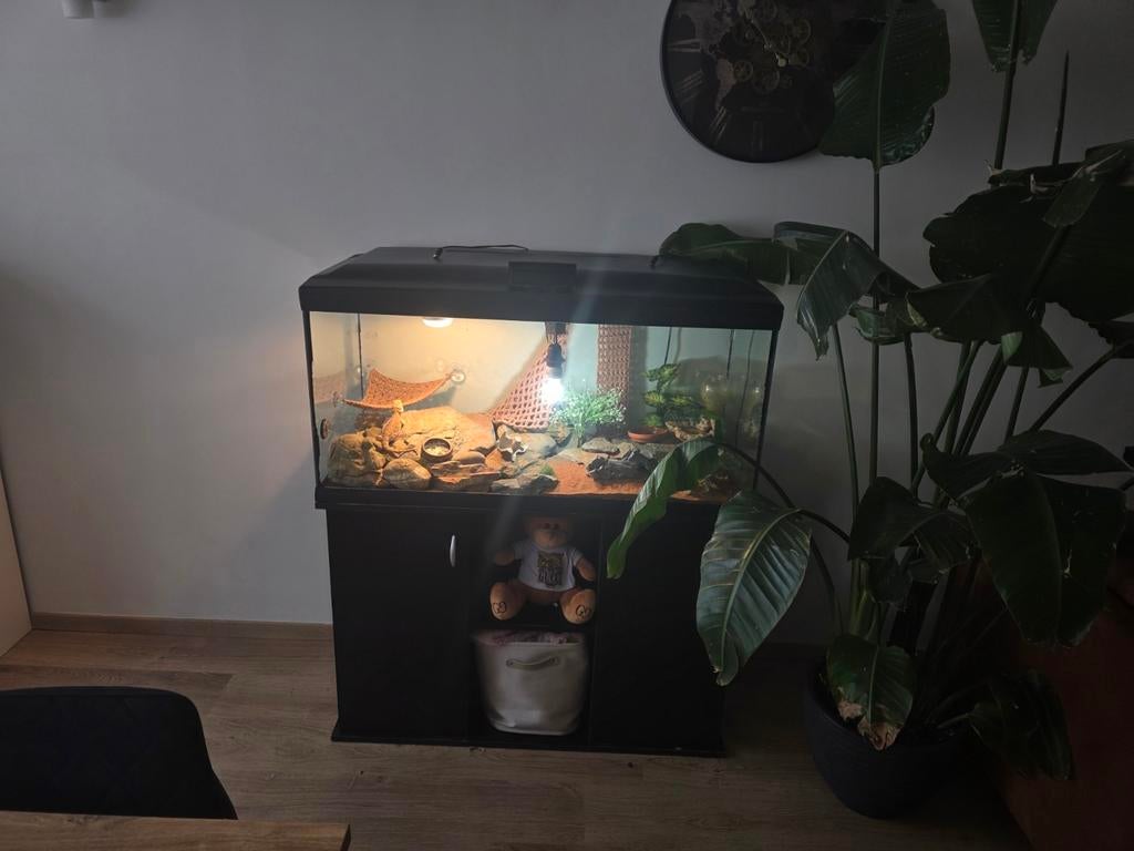baardagaam met terrarium te koop, Dieren en Toebehoren, Ophalen of Verzenden