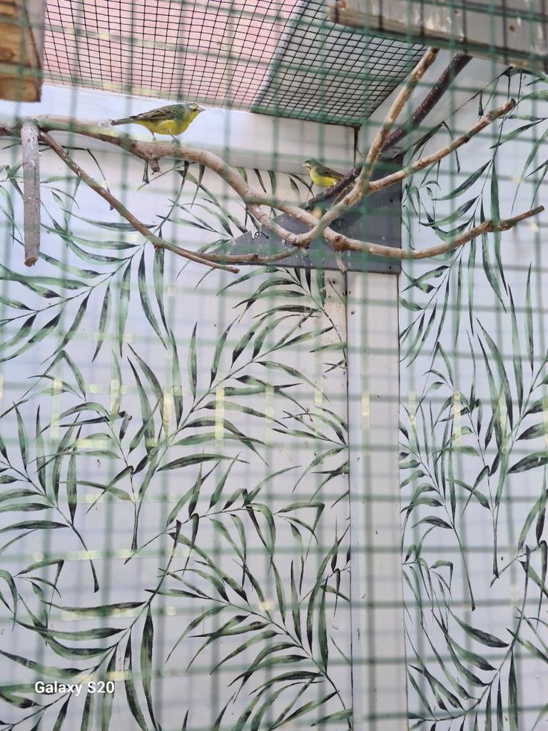 Mozambiquesijs koppel., Animaux & Accessoires, Oiseaux | Canaris