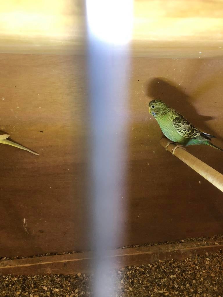 Blackface grasparkiet, Dieren en Toebehoren, Vogels | Parkieten en Papegaaien, Vrouwelijk, Parkiet, Geringd