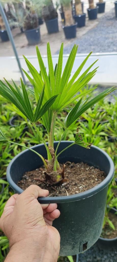 Trachycarpus Fortunei palmboom, Tuin en Terras, Planten | Bomen, Ophalen, Palmboom