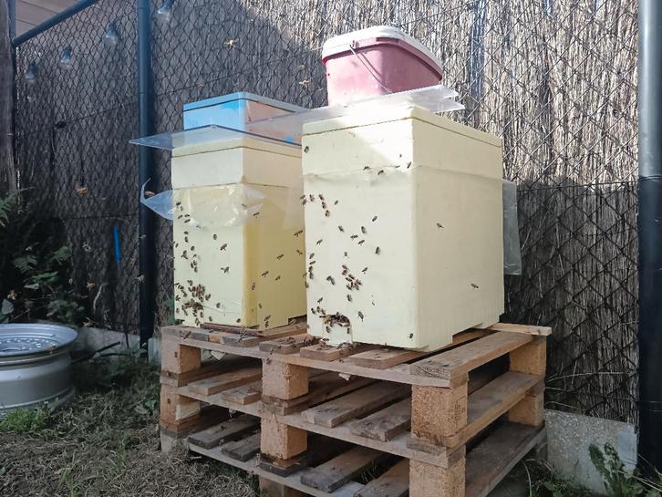 2 ruches Dadant avec plateaux alimentaires, Animaux & Accessoires, Insectes & Araignées, Abeilles