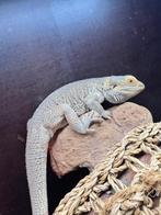 Pogona witblit citrus - femelle, Dieren en Toebehoren, Ophalen
