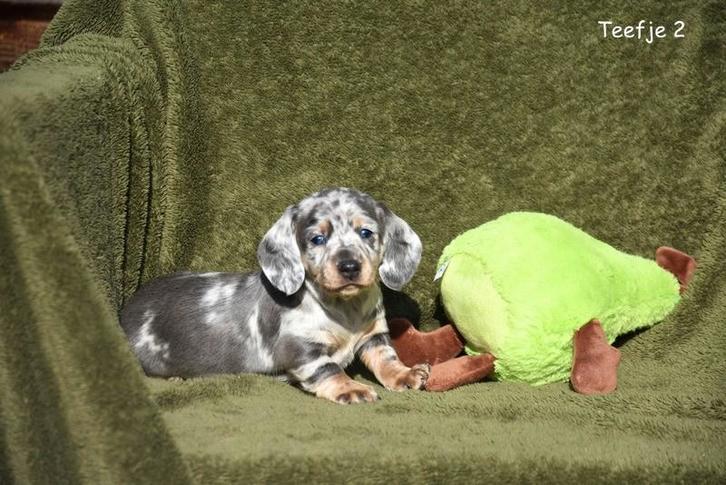 Kortharig Blue and Tan Tijger Teckel pupje, Animaux & Accessoires, Chiens | Teckels & Bassets, Chien (mâle), Poils courts, Nain