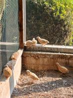 inlandse kwartels, Dieren en Toebehoren, Meerdere dieren, Overige soorten