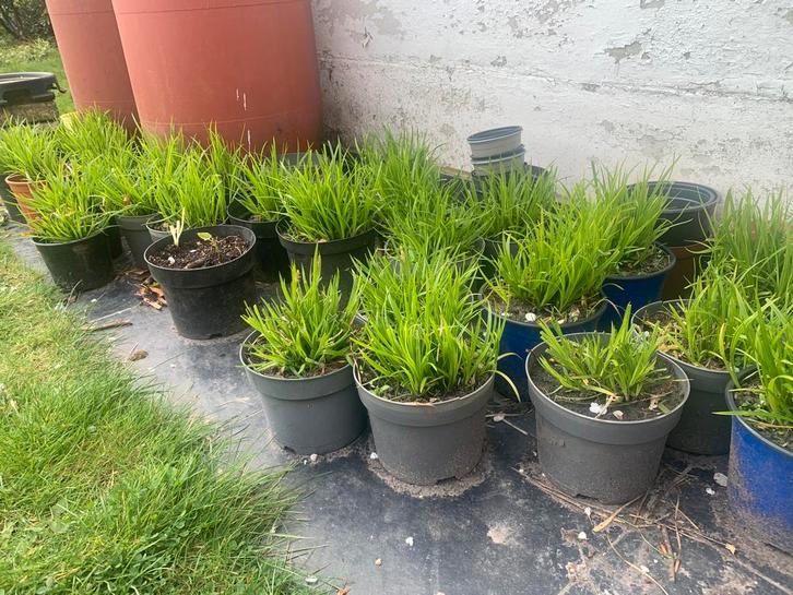 Siergrassen, Jardin & Terrasse, Plantes | Jardin, Graminées ornementales, Enlèvement