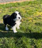 Beaux chiots Aussiedoodle (berger australien x caniche), Plusieurs, Hépatite contagieuse (maladie de Rubarth), Belgique, Berger