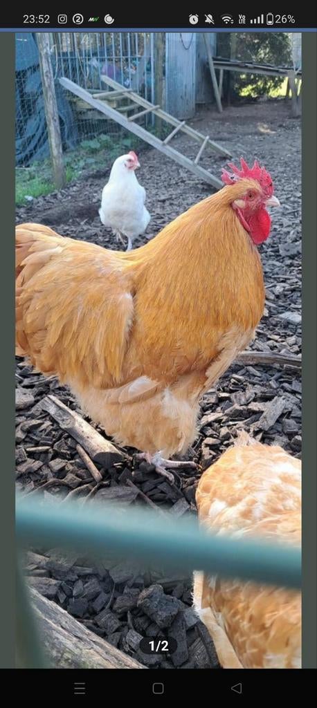 Orpington buff haantje 1 jaar oud, Animaux & Accessoires, Volatiles