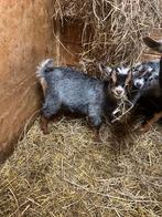 Dwerggeit blauwschimmel tan met 2 lammetjes miekes, Dieren en Toebehoren, Februari, Vrouwelijk