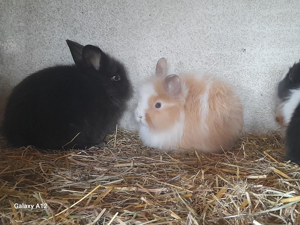 Leeuwenkopjes Konijnen, Dieren en Toebehoren, Konijnen, Meerdere dieren, Klein, 0 tot 2 jaar