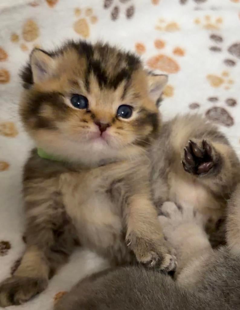 Brits korthaar kittens, Meerdere dieren, Gechipt, 0 tot 2 jaar