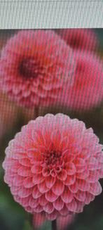 Dahlias pompon, Ophalen of Verzenden, Voorjaar, Volle zon, Bloembol