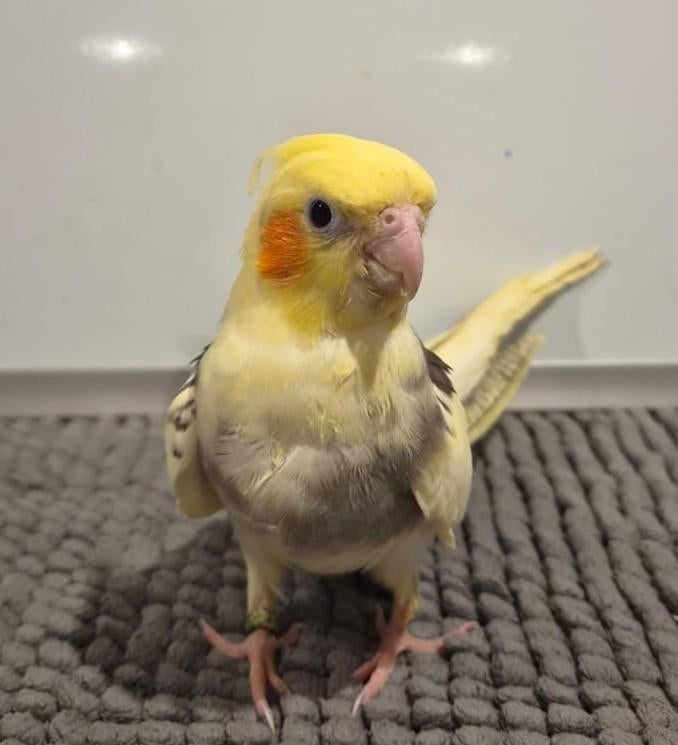 Jonge handtamme valkparkiet, Mannelijk, Parkiet, Geringd