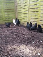 Brahma kriel, Dieren en Toebehoren