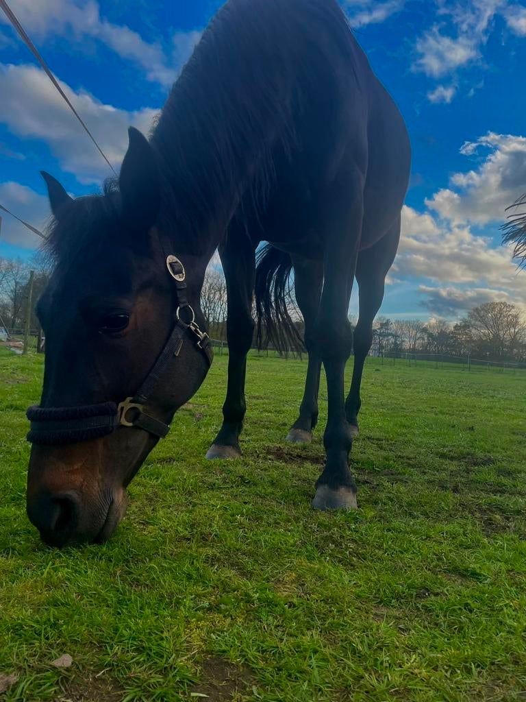 Paard reactief rijden, Dieren en Toebehoren, Paarden, Merrie, Zadelmak, 3 tot 6 jaar, Ontwormd