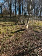 Gezocht: ouessant ooi of ram