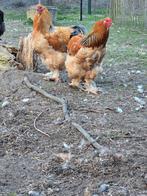 Brahma, Dieren en Toebehoren