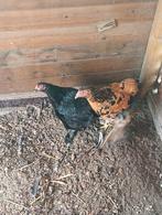 Brahma hen 2 stuks, Dieren en Toebehoren, Pluimvee