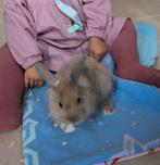 Konijn en toebehoren te koop, Dieren en Toebehoren, Konijnen, Vrouwelijk, Dwerg, 0 tot 2 jaar