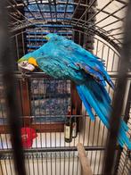 Blauw gele ara pop, Domestique