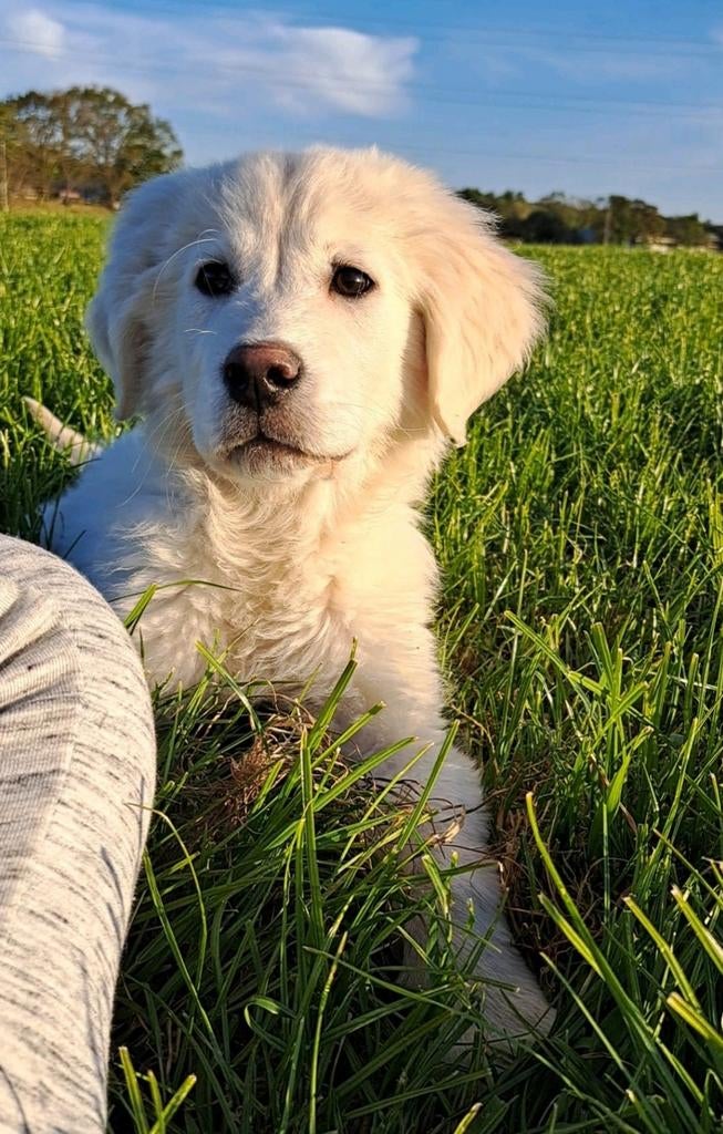 Chiot mâle Golden Retriever 4 mois parents testés, Animaux & Accessoires, Chiens | Retrievers, Épagneuls & Chiens d'eau, 15 semaines à 1 an