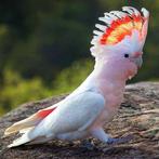 Gezocht: Inca Kaketoe man, mag ook een handicap hebben., Dieren en Toebehoren, Vogels | Parkieten en Papegaaien, Mannelijk