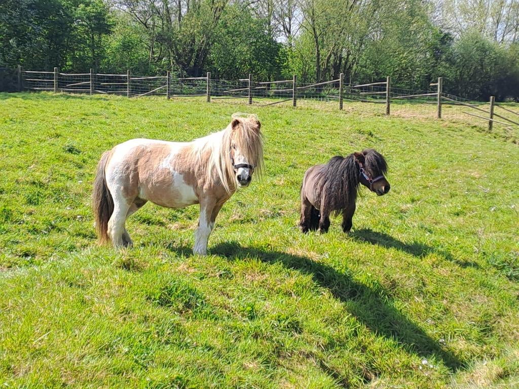 Minatuur pony, Animaux & Accessoires, Poneys, Hongre, Poney A (jusqu'à 1.17 m), 11 ans ou plus, Avec puce électronique, Vacciné