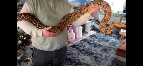 Boa constrictor, Dieren en Toebehoren, Reptielen en Amfibieën, Slang, 3 tot 6 jaar, Tam